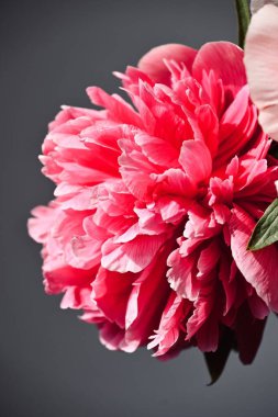 Siyah arka planda pembe şakayık çiçekleri