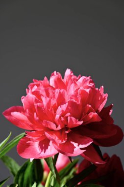 Siyah arka planda güzel şakayık çiçeği, yakın plan.