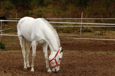 Beyaz bir at çayırda otluyor.