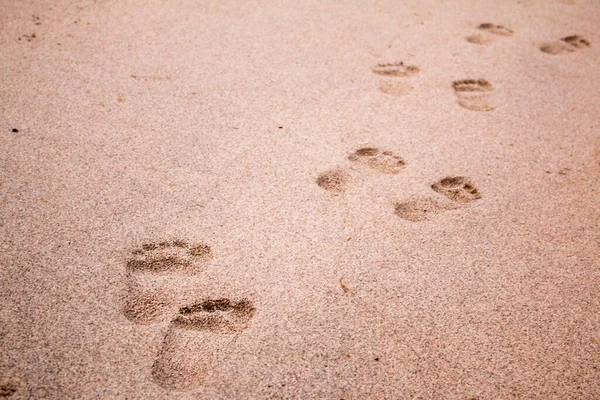 Footprints in the sand, walking barefoot on the beach, footprints of bare feet, a walk on the beach