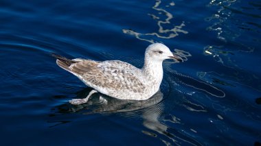 A seagull swimming in the sea water clipart