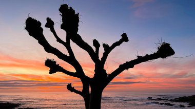 Gökyüzünün önünde yaprakları olmayan bir ağacın silueti ve alacakaranlıkta deniz.