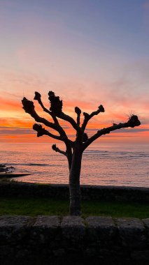 Alacakaranlıkta yapraksız bir ağacın silueti