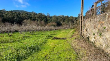 Ormana ulaşmadan önce çayırda bir çim patikası.