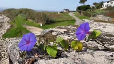 İki Ipomoea purpurea çiçeği rüzgarla hareket etti, denize bakan bir duvarda.