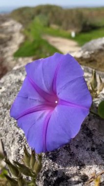 Doğada bir Ipomoea purpurea çiçeği.
