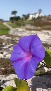 Rüzgarla hareket eden bir Ipomoea purpurea çiçeği.