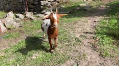 Kameraya doğru yürüyen beyaz ve kahverengi bir keçi.