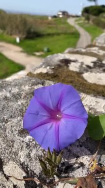 Bir Ipomoea purpurea çiçeği, bir kıyı şeridinin yanında, leylak yapraklarıyla