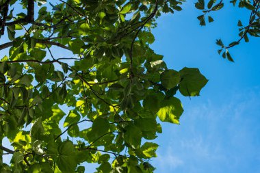 Ormanda yeşil yapraklar