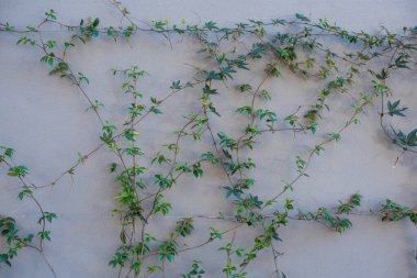 Gri duvardaki sarmaşık yeşili bitki 