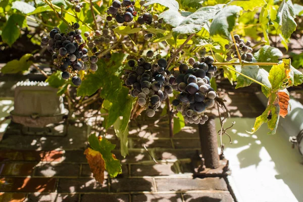 Black Grapes Vine — Stock Photo, Image