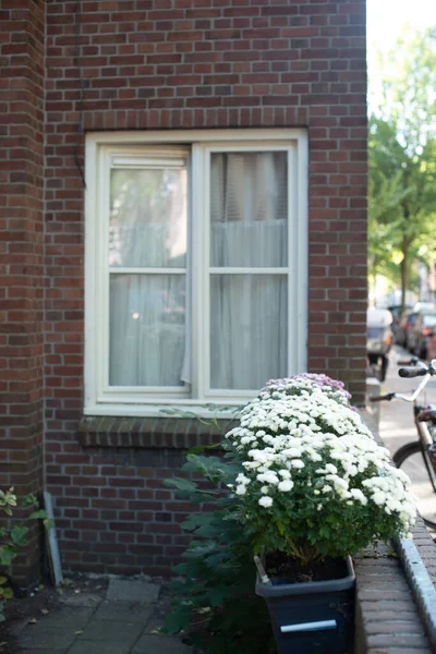 Rumah Tua Dengan Jendela Dan Bunga Putih — Stok Foto