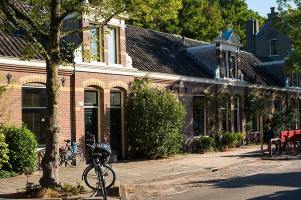 Fiori Gialli Nella Strada Amsterdam — Foto Stock