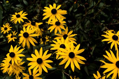 bahçede sarı rudbeckia çiçek