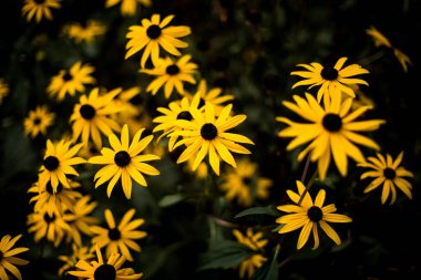 bahçede sarı rudbeckia çiçek