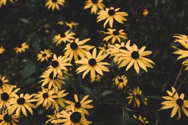 bahçede sarı rudbeckia çiçek