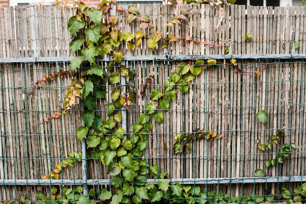 Ivy Roślin Ogrodzeniu — Zdjęcie stockowe