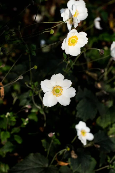 Flores Jazmín Blanco Amarillo —  Fotos de Stock
