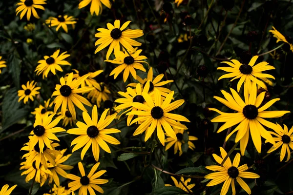 Flores Amarelas Rudbeckia Jardim — Fotografia de Stock