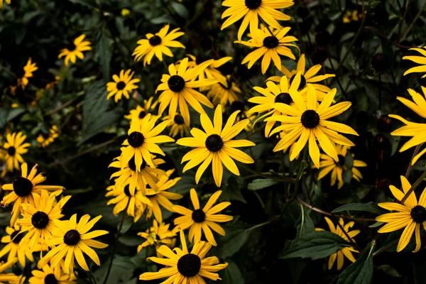 Flores Amarelas Rudbeckia Jardim — Fotografia de Stock