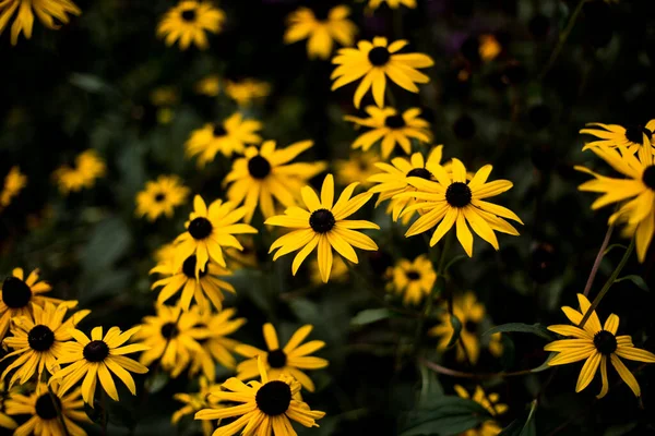 stock image yellow rudbeckia flowers in the garden