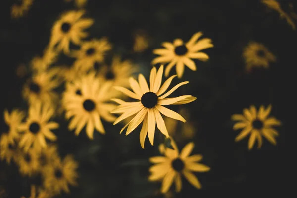 Stock image yellow rudbeckia flowers in the garden