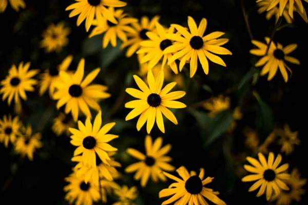 stock image yellow rudbeckia flowers in the garden