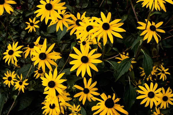 Жовті Квіти Рудбекії Саду — стокове фото