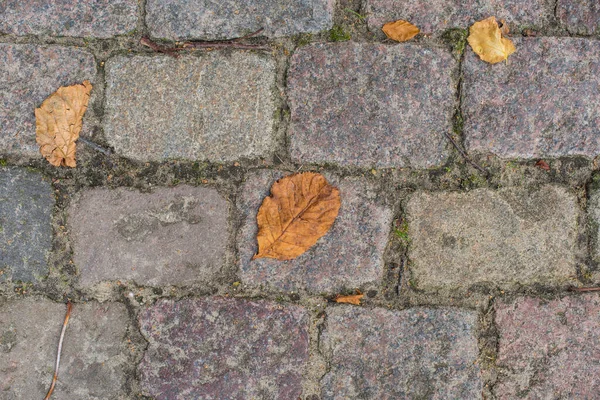 Podzimní Listí Dlážděném Chodníku — Stock fotografie