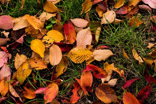 stock image fallen autumn leaves on green grass