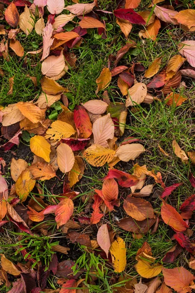 stock image fallen autumn leaves on green grass