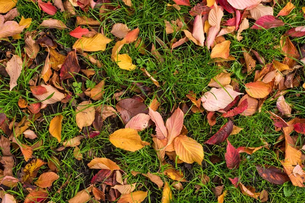 Fallen Autumn Leaves Green Grass Stock Picture