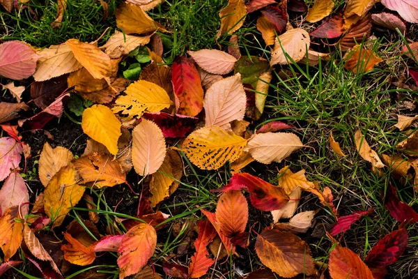 Fallen Autumn Leaves Green Grass Royalty Free Stock Photos