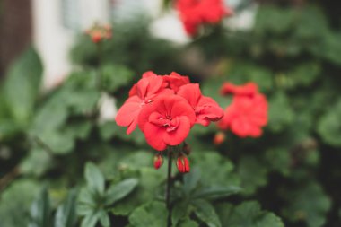 Bahçedeki kırmızı çiçek