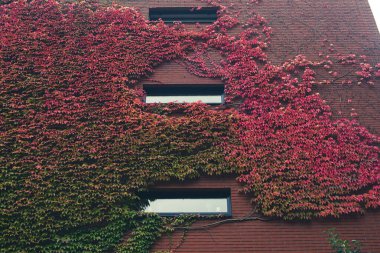 modern house's brick wall with ivy