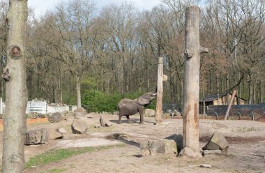 Hayvanat bahçesindeki fil 