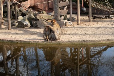 two monkeys sitting near the pond in the zoo