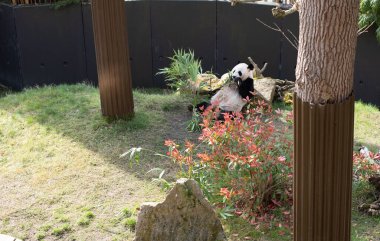  dev panda bambu yiyor.