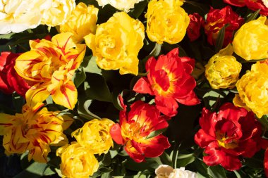 Kırmızı ve Sarı Lale buketi