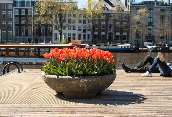 tulips and boat in Amsterdam
