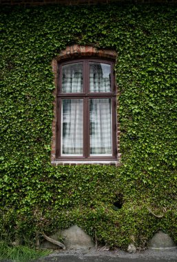 Eski pencerenin etrafındaki yeşil sarmaşık 