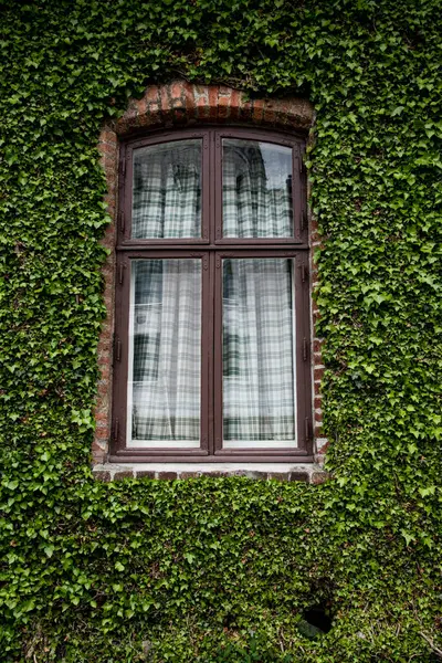Зелена Плющ Навколо Старого Вікна — стокове фото