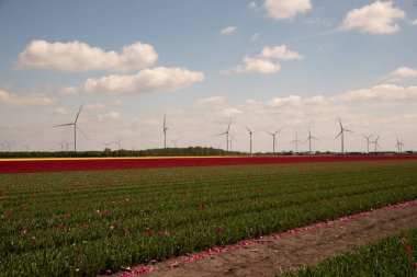 Hollanda yel değirmeni kırmızı lale tarlasında