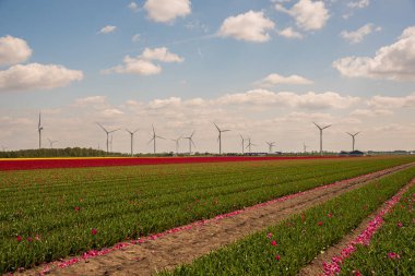 Hollanda yel değirmeni kırmızı lale tarlasında