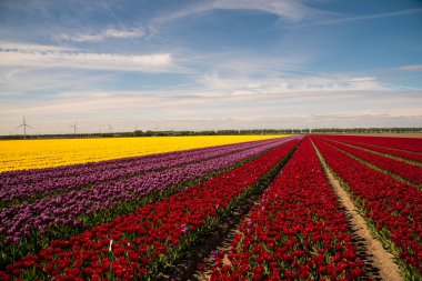 Renkli laleler ve mavi gökyüzü tarlası
