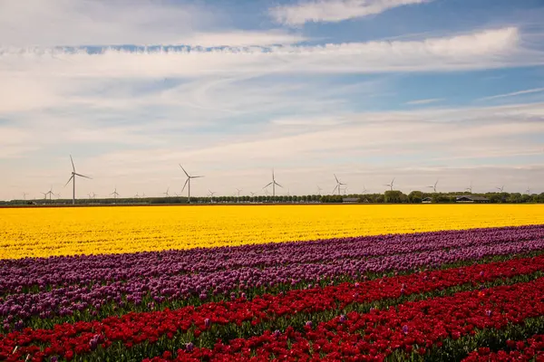 stock image field of colorful tulips and blue sky