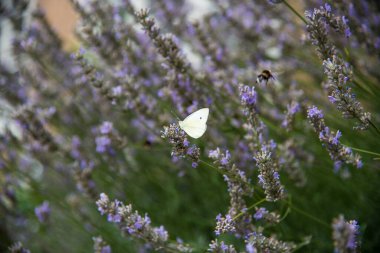 Bahçedeki lavanta çiçekleri