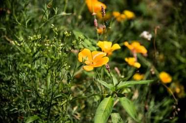 Çayırdaki sarı gelincik çiçekleri