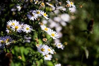 Mor papatyalar tarlada bir çayırda